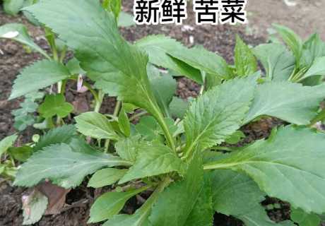 苦苦菜_苦苦菜的功效和作用