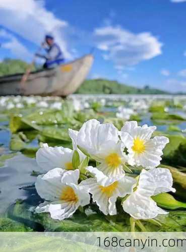 水性杨花菜_水性杨花菜的功效