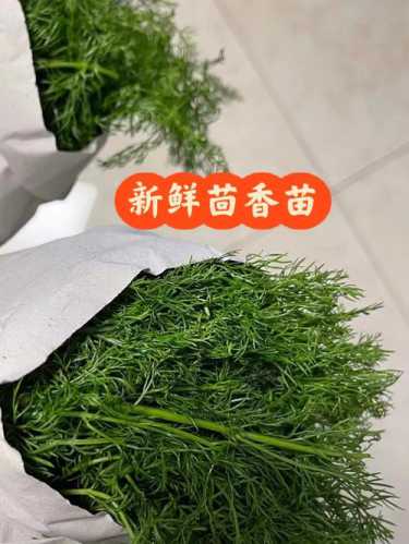 茴香苗素水饺的做法