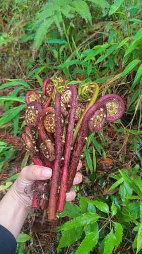 野生厥菜_野生厥菜有毒吗