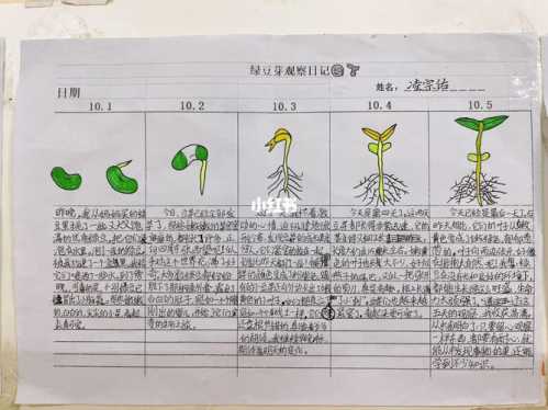 发绿豆芽的方法_自家发绿豆芽的方法