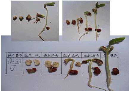 黄豆芽怎么发_黄豆芽怎么发豆芽的步骤