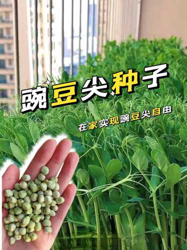 豌豆尖_豌豆尖的功效与作用