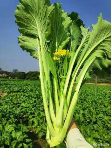 迟菜心_迟菜心图片