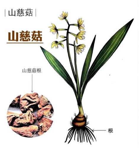 慈菇的功效与作用