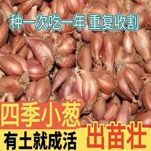 小毛葱_小毛葱的营养价值及功效