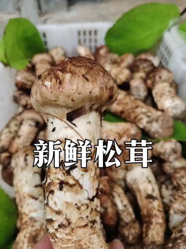 鲜松茸怎么吃_鲜松茸怎么吃才最好