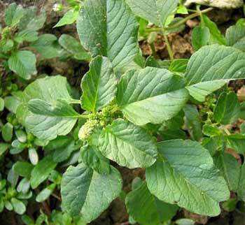 妈妈菜_妈妈菜是什么野菜