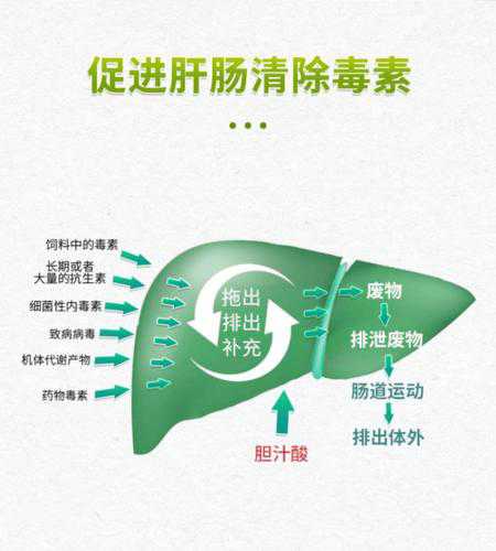 鸡肝的功效与作用