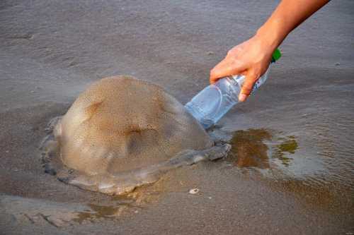 海蜇产地_海蜇产地最多的是哪里