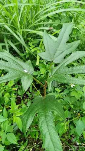 荆芥的功效与作用