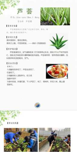 芦荟的功效与作用