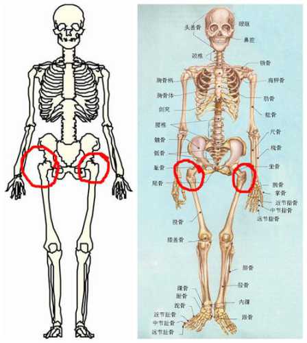 大梁骨_大梁骨是哪个部位