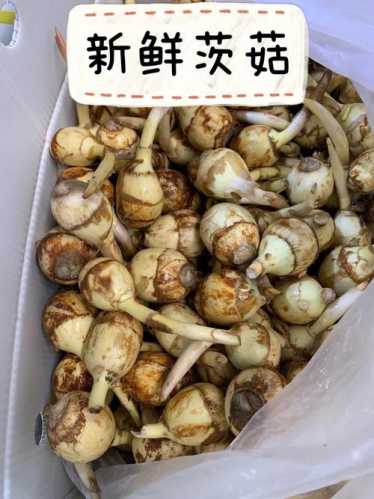 茨菇_茨菇的功效与作用