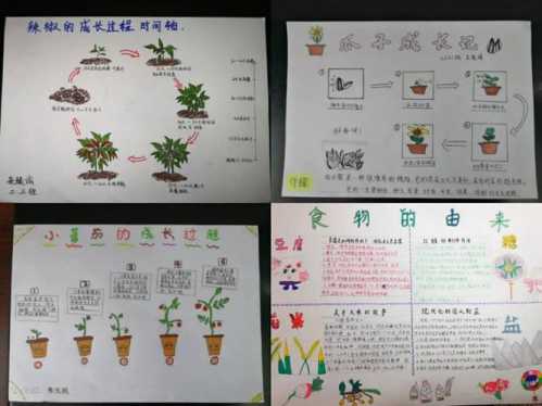 朝天椒_朝天椒种子种植方法步骤