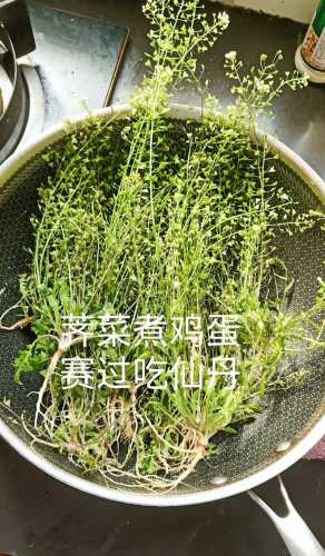 荠菜花煮鸡蛋_荠菜花煮鸡蛋有什么功效