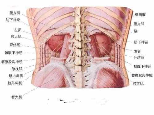 腰子_腰子是哪个部位